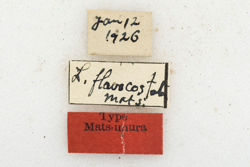 Arctornis flavicostatum